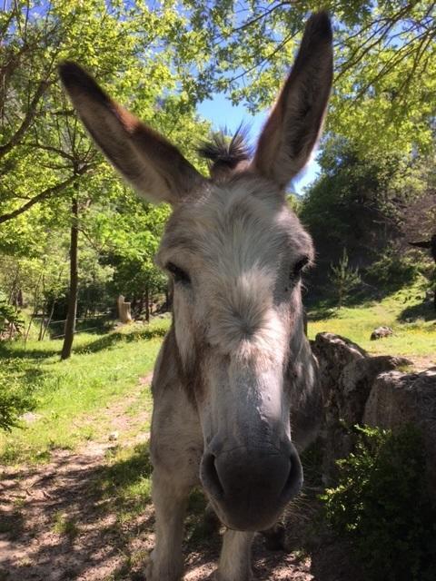 Camping Calme Et Nature Castellane Kültér fotó