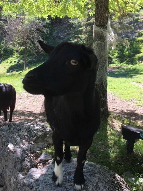 Camping Calme Et Nature Castellane Kültér fotó